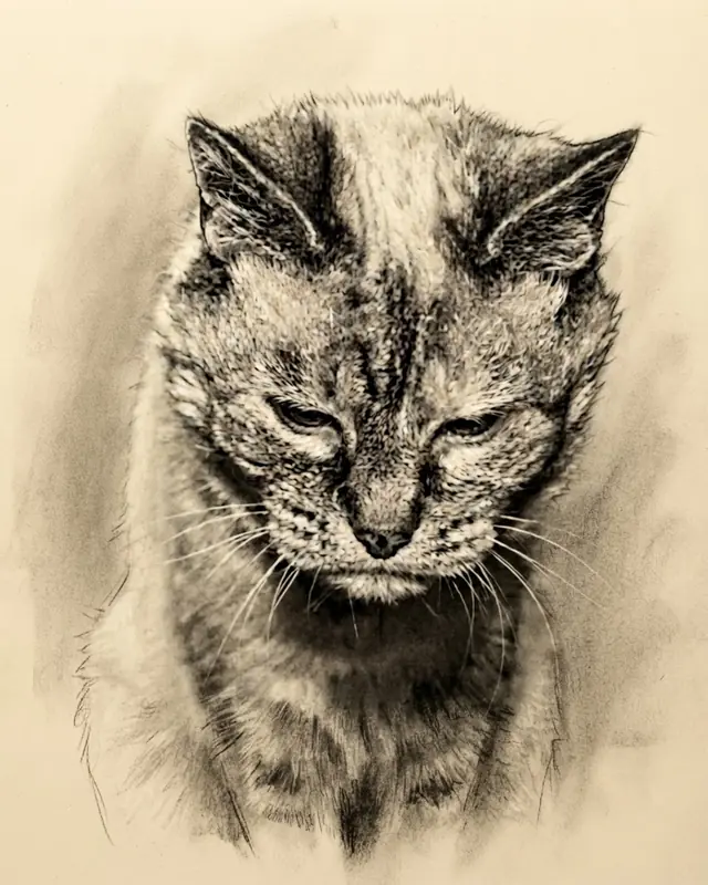 Charcoal Study style render of a tabby cat named Willow