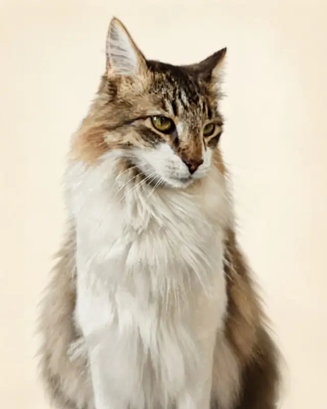 Clean Studio style render of a long-haired tabby cat named Juniper