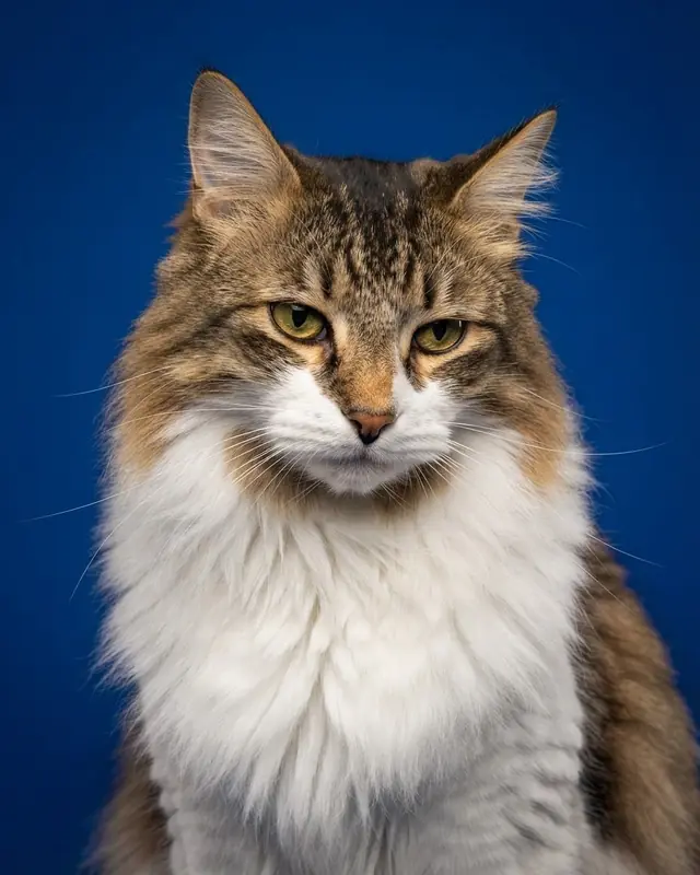 Magazine Cover style render of a long-haired tabby cat named Juniper