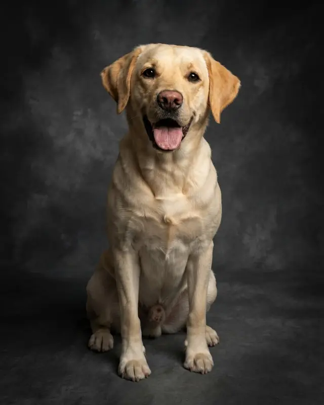 Moody Studio style render of a yellow Labrador