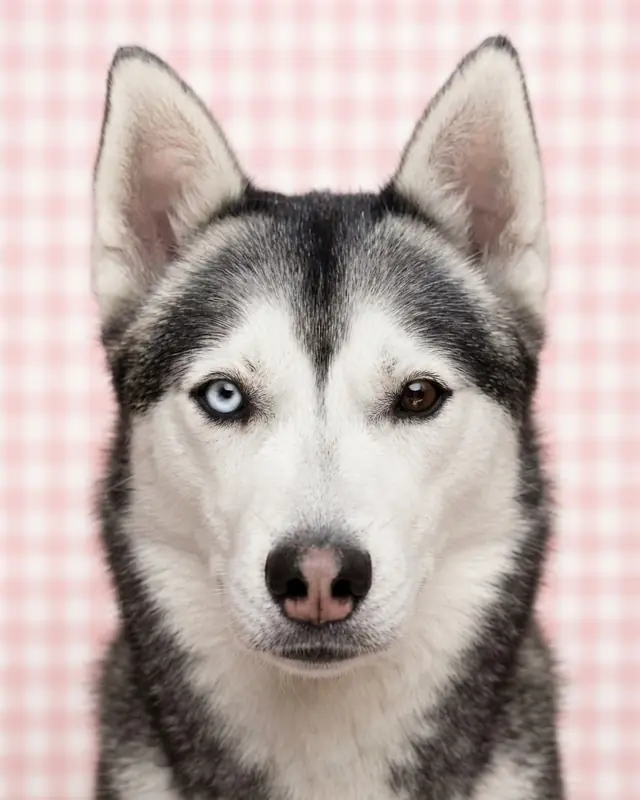 Pastel Gingham style render of a gray and white husky named Koda