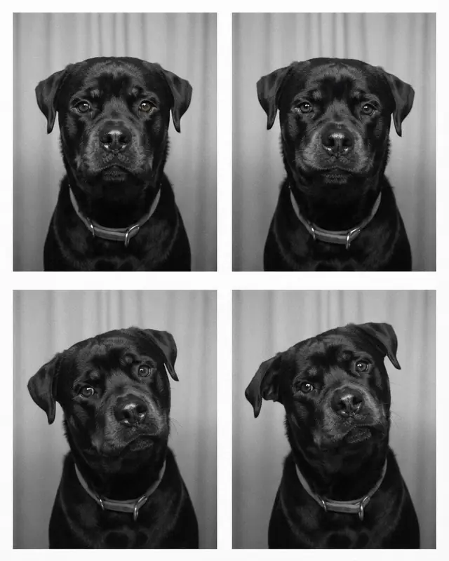 Photobooth Strip style render of a rottweiler named Boofa