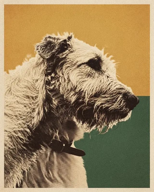 Record Sleeve style render of a scruffy gray dog named Finnegan