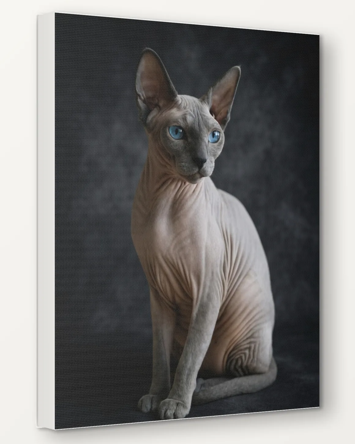 A sphynx cat's Moody Studio portrait as a 16x20 canvas, seen from the side to show the 1.5 inch edge