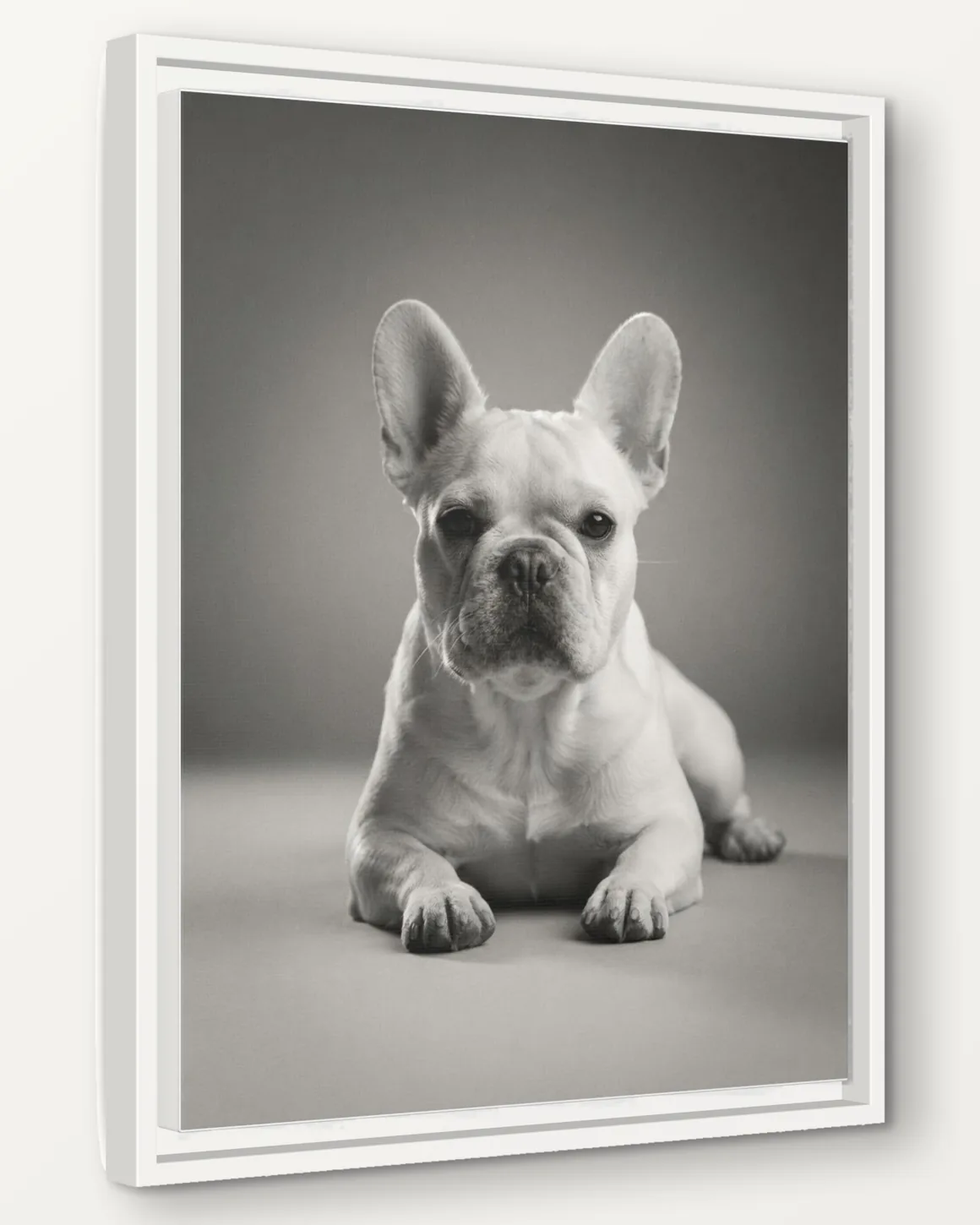 A French bulldog's Old Hollywood portrait as a 16x20 framed canvas, seen from the side to show the 1.25 inch frame