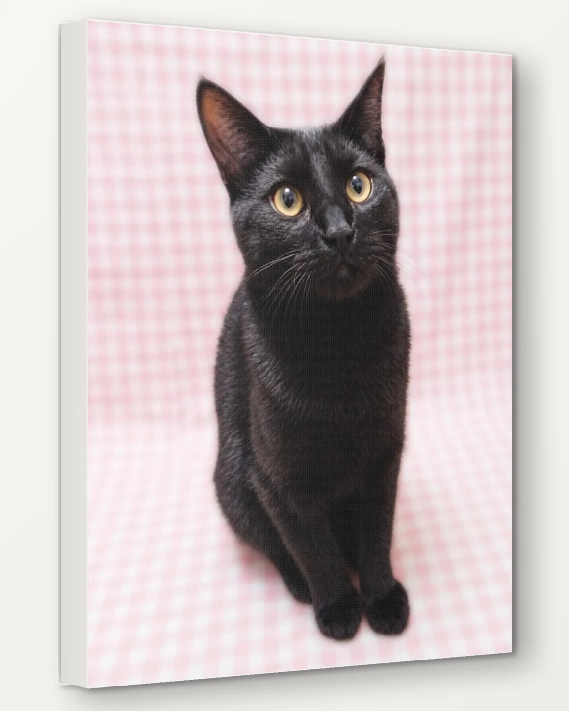 A black cat's Pastel Gingham portrait as a 16x20 canvas, seen from the side to show the 1.5 inch edge