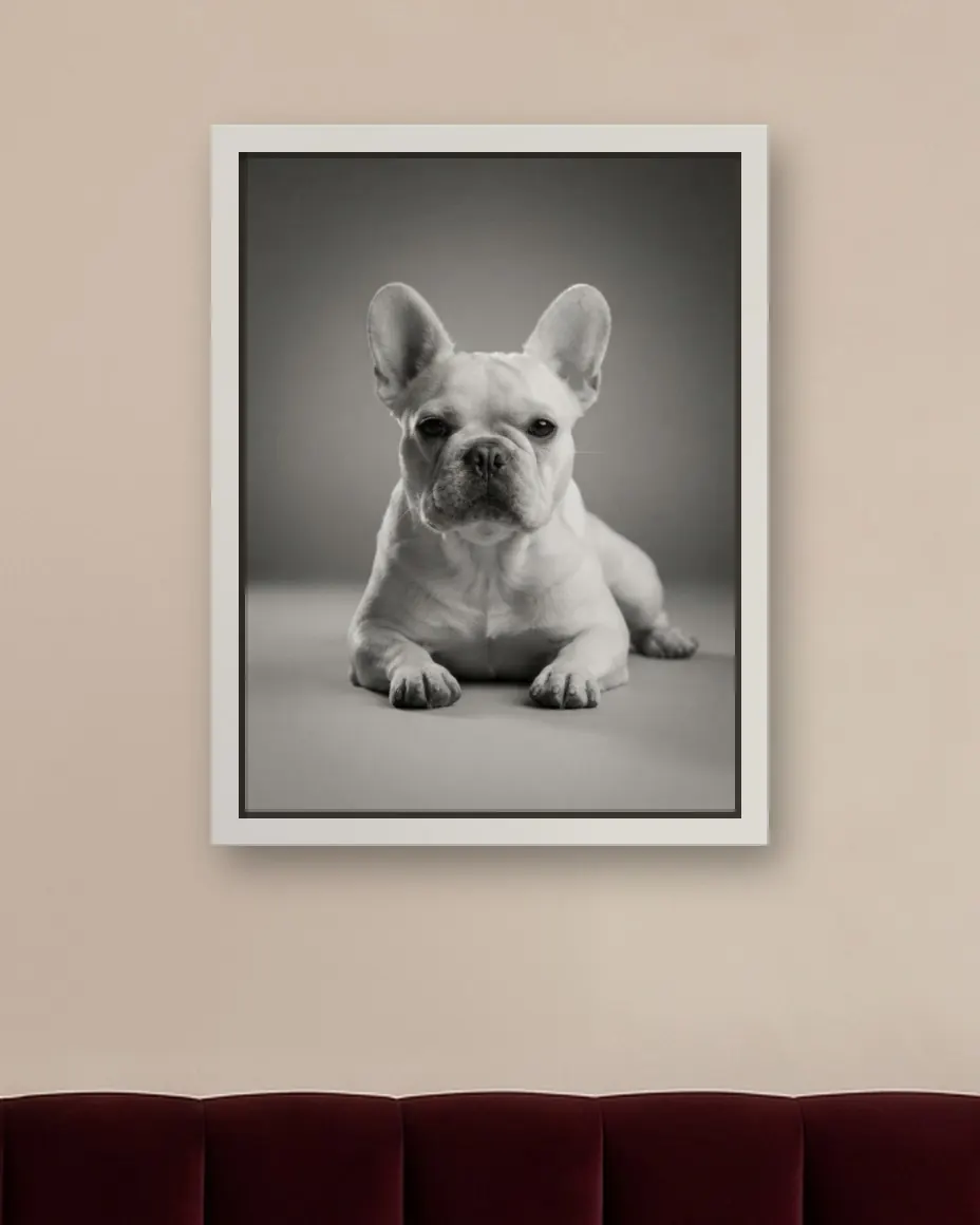 A French bulldog's Old Hollywood portrait as a framed canvas on a bedroom wall above a burgundy velvet headboard
