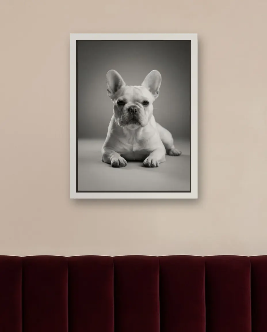A French bulldog's Old Hollywood portrait as a framed canvas on a bedroom wall above a burgundy velvet headboard