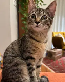 A tabby kitten, the photo