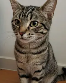 A tabby cat, the photo