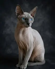 A sphynx cat as a Moody Studio portrait