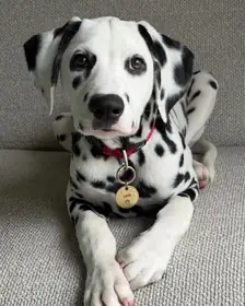 A Dalmatian, the photo