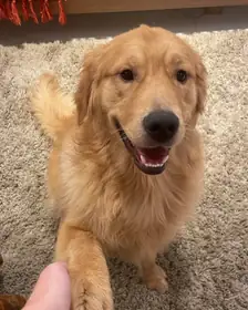 A golden retriever, the photo