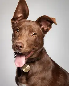 A brown mixed-breed dog, the photo