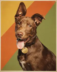 A brown mixed-breed dog as a Record Sleeve portrait