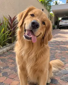 A golden retriever, the photo