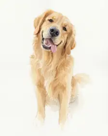 A golden retriever as a Soft Watercolor portrait